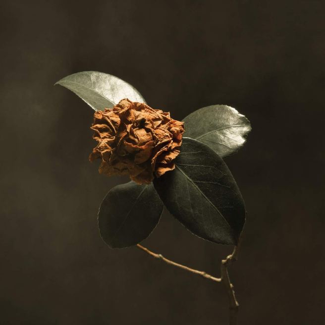 young sick camellia